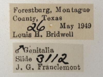 label view of adult Catocala micronympha