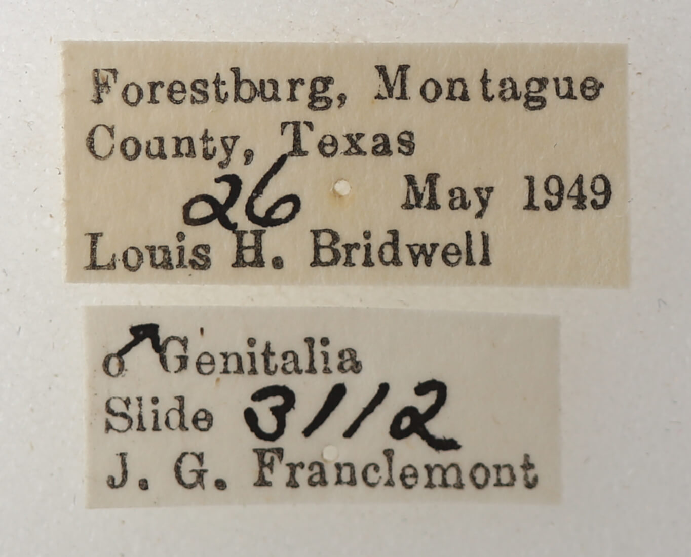 label view of adult Catocala micronympha