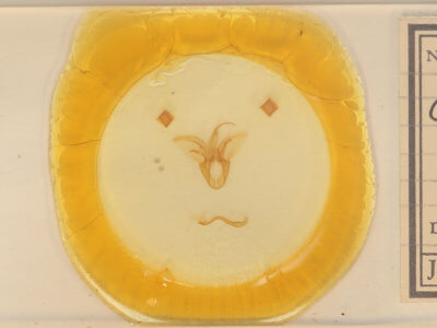 slide view of adult Catocala micronympha