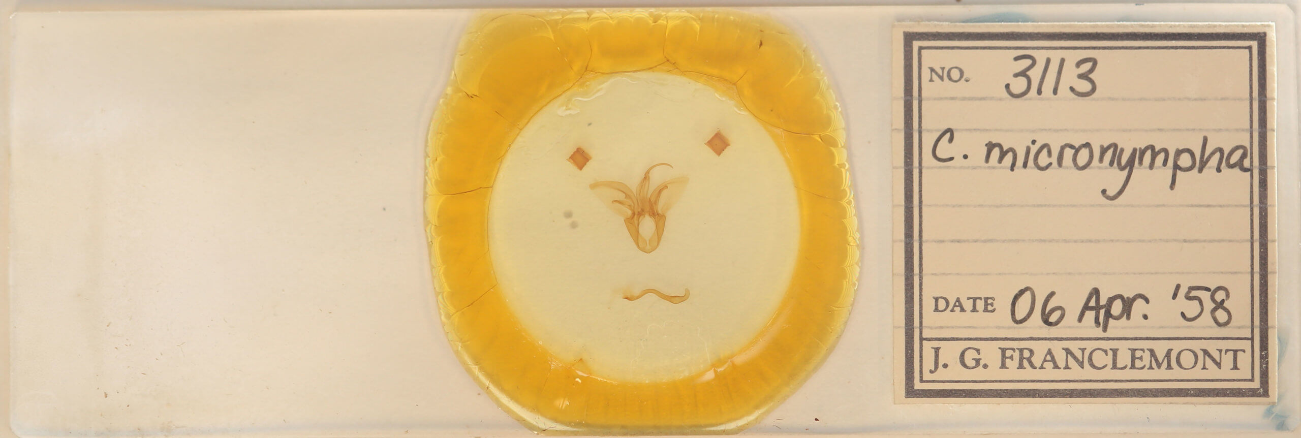 slide view of adult Catocala micronympha