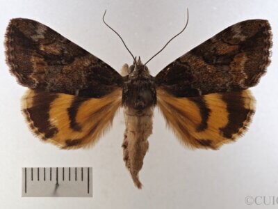 dorsal view of adult Catocala micronympha