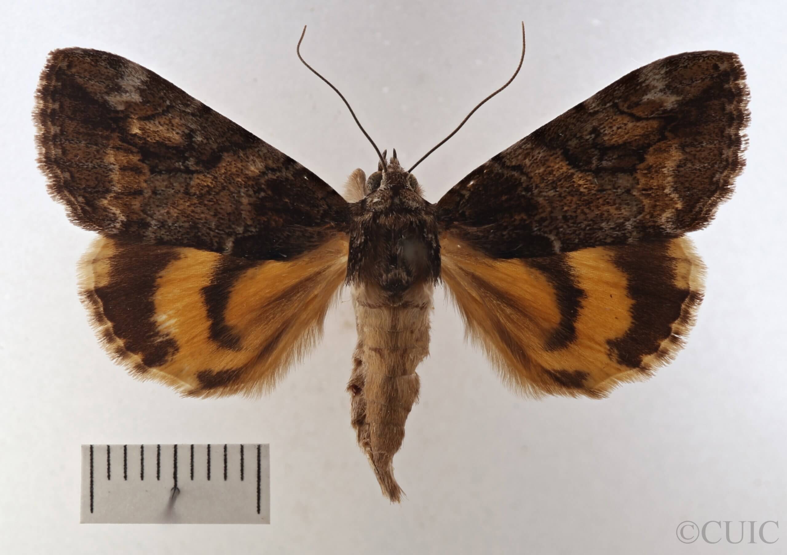 dorsal view of adult Catocala micronympha