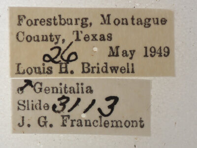 label view of adult Catocala micronympha