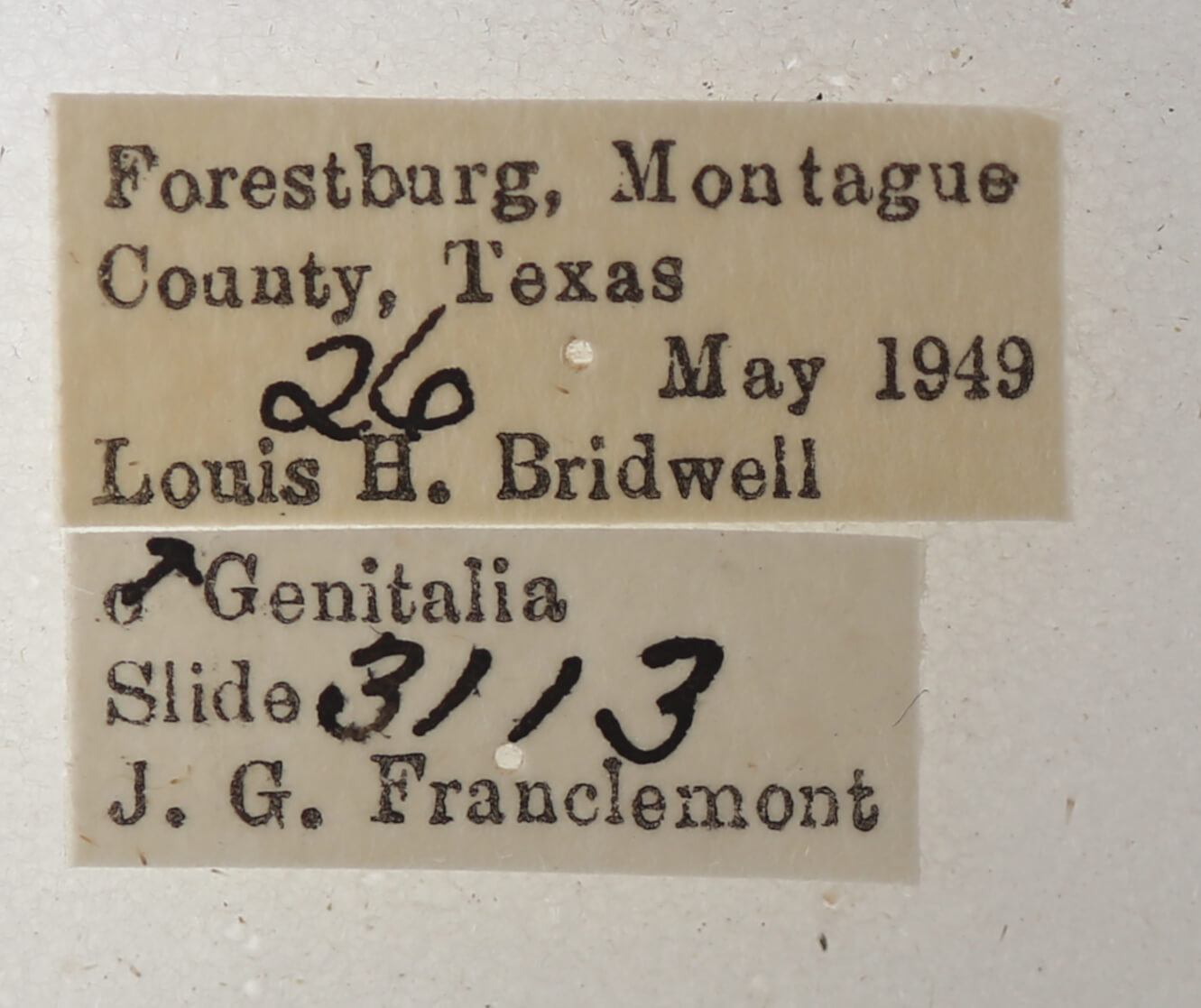 label view of adult Catocala micronympha