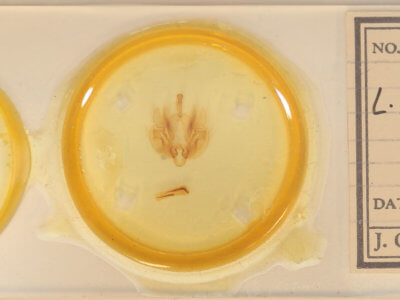 slide view of adult Leucania phragmitidicola