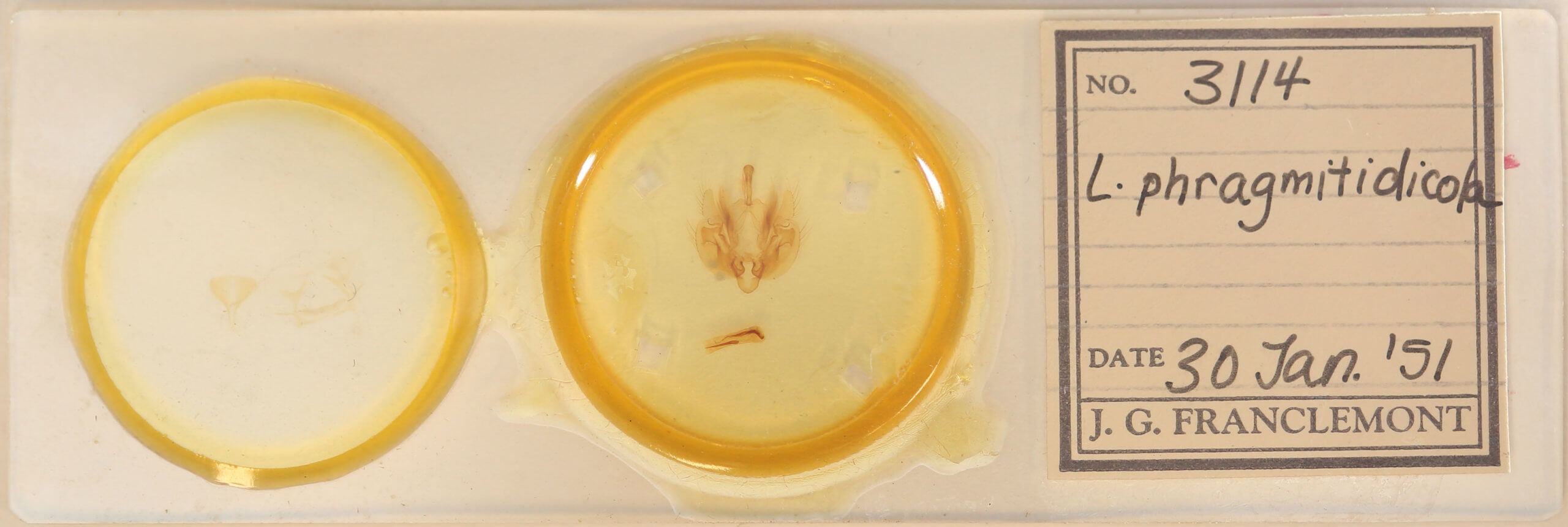 slide view of adult Leucania phragmitidicola