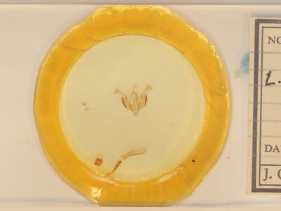 slide view of adult Lacinipolia lorea