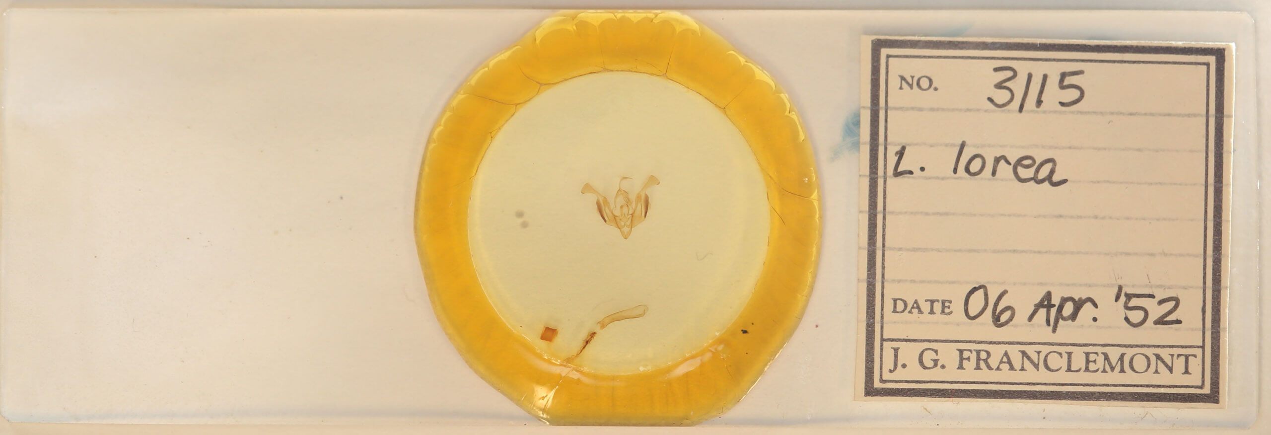 slide view of adult Lacinipolia lorea