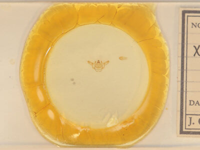 slide view of adult Xanthotype sospeta