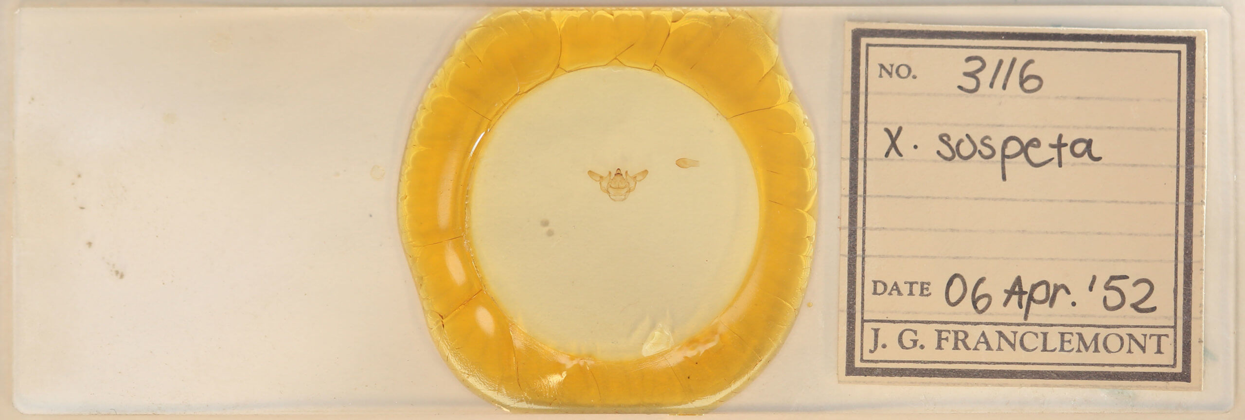 slide view of adult Xanthotype sospeta