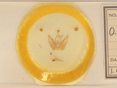 slide view of adult Orthodes majuscula