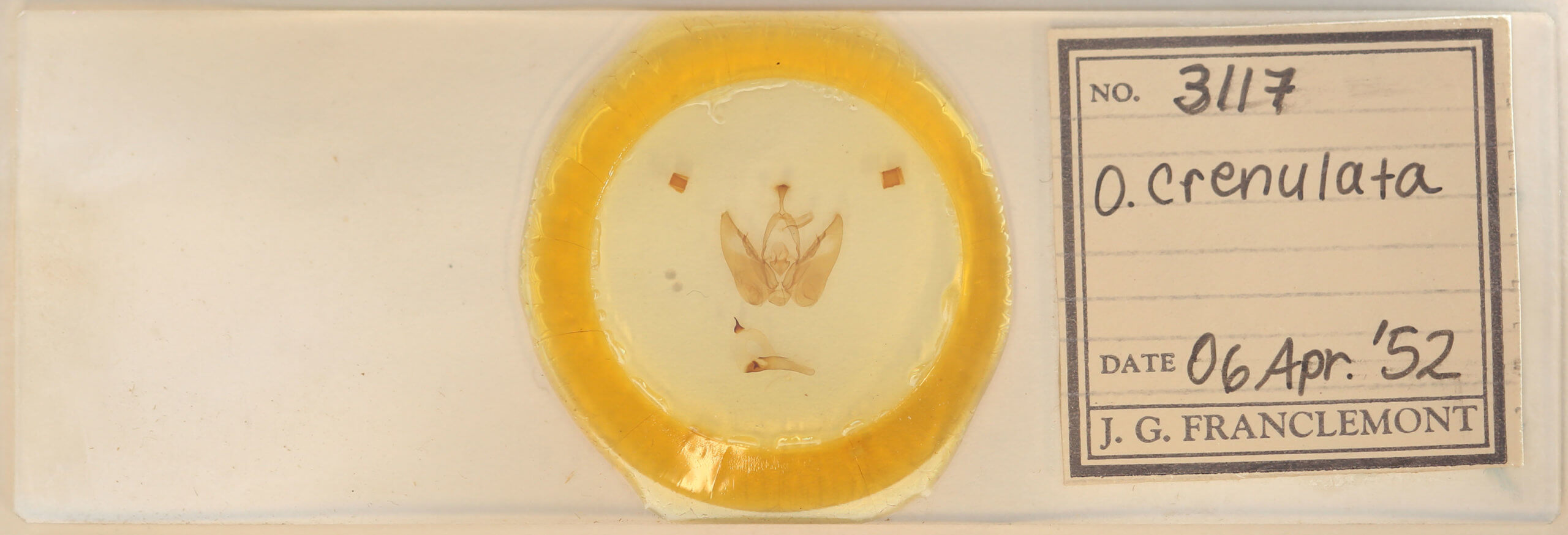 slide view of adult Orthodes majuscula