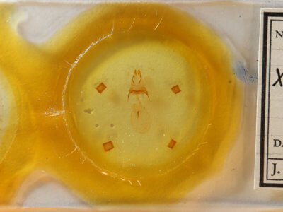 slide view of adult Xanthopastis regnatrix