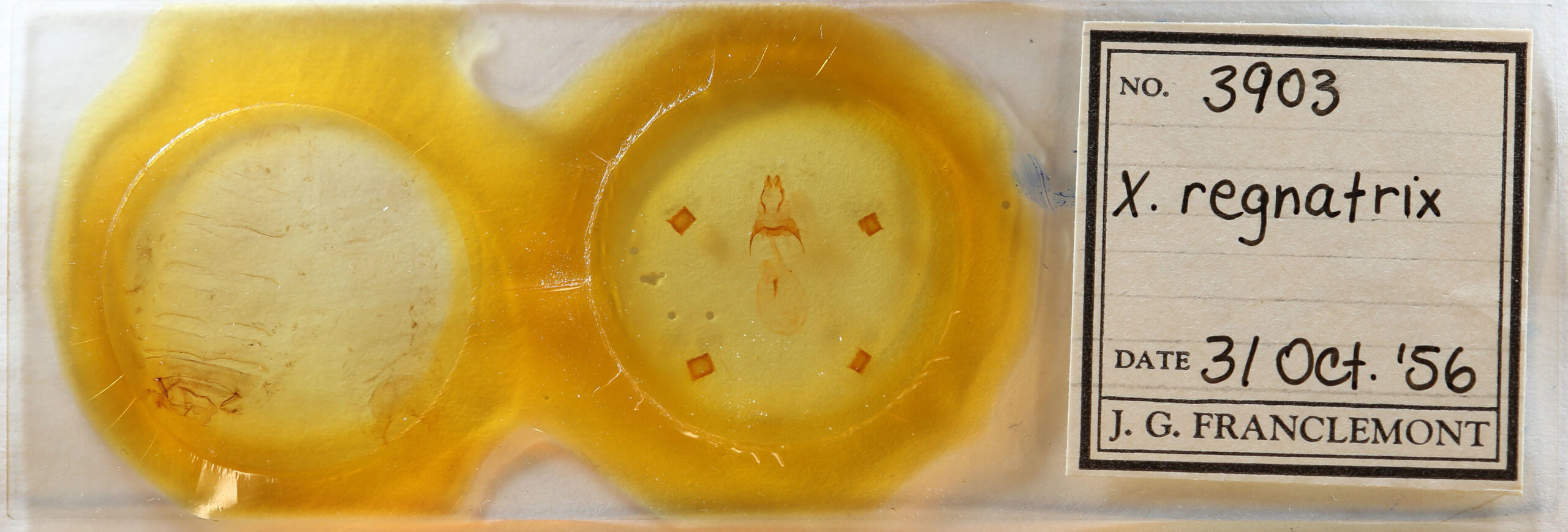 slide view of adult Xanthopastis regnatrix