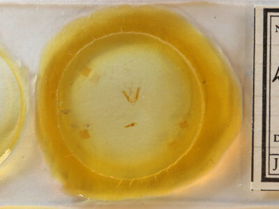 slide view of adult Ledaea perditalis