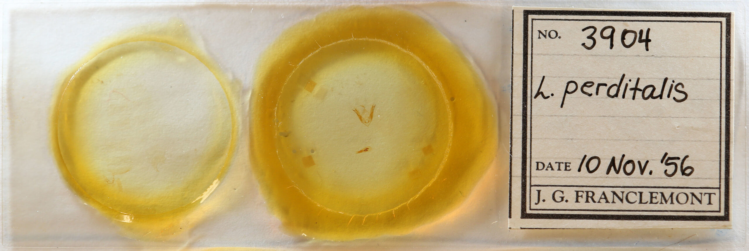 slide view of adult Ledaea perditalis