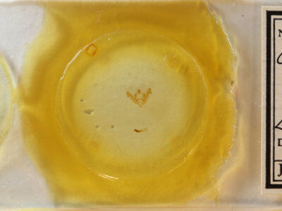 slide view of adult Neoligia subjuncta