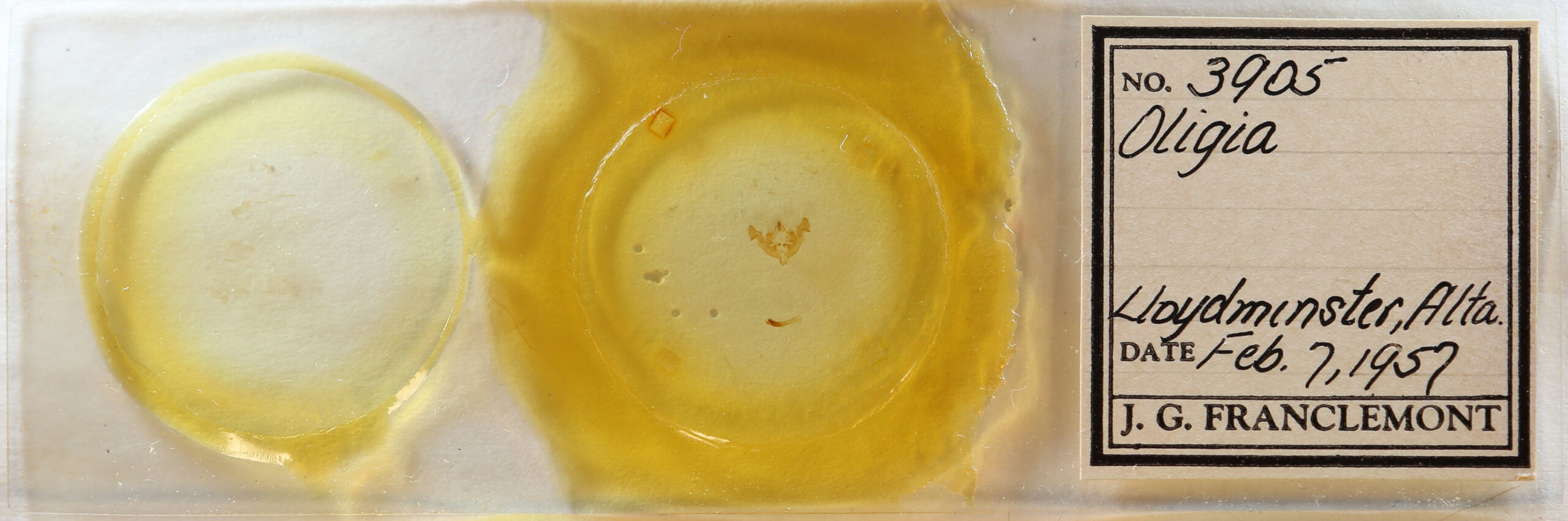 slide view of adult Neoligia subjuncta