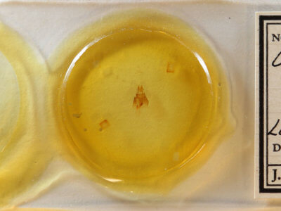 slide view of adult Neoligia subjuncta