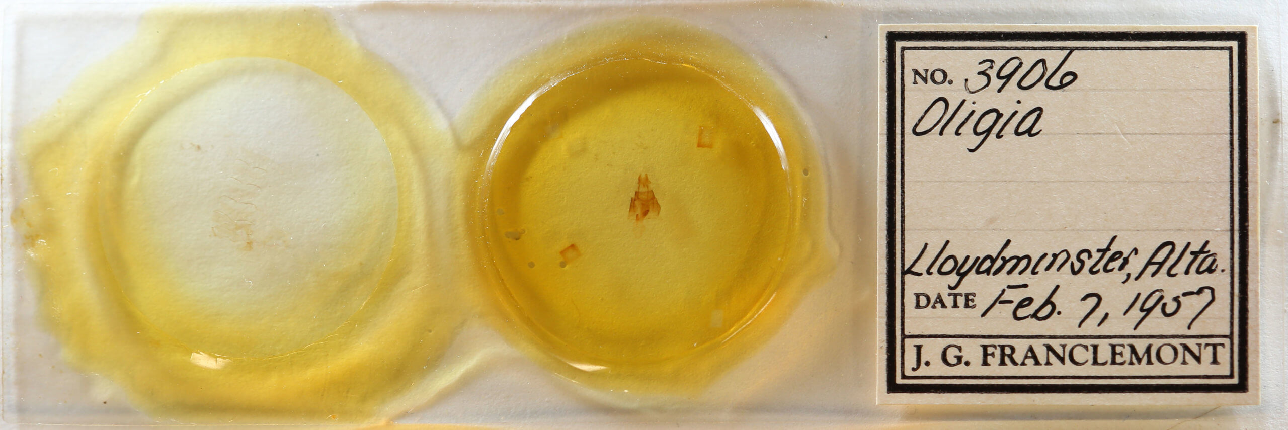 slide view of adult Neoligia subjuncta