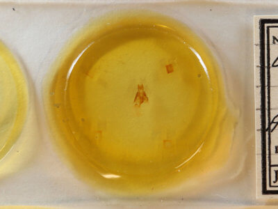 slide view of adult Neoligia subjuncta