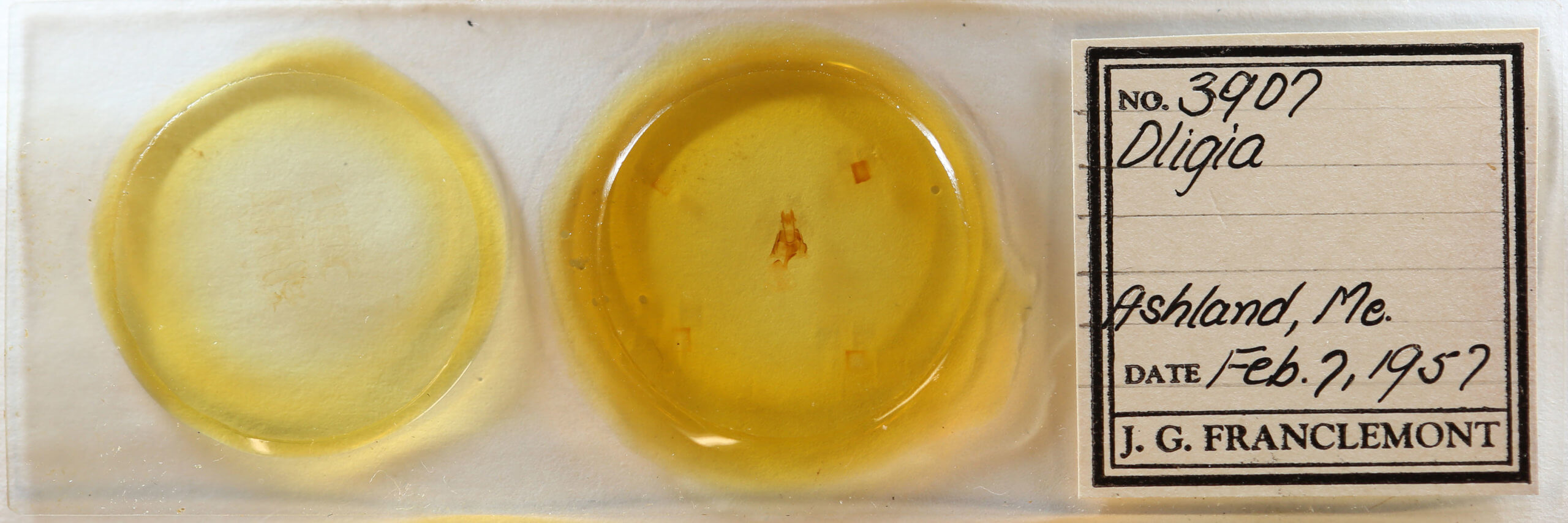 slide view of adult Neoligia subjuncta