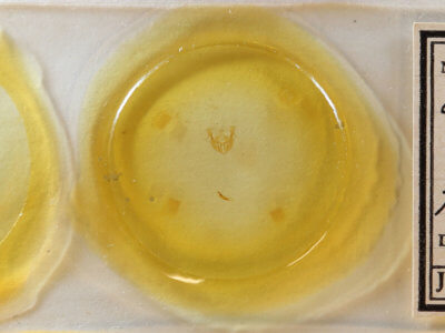 slide view of adult Neoligia lancea