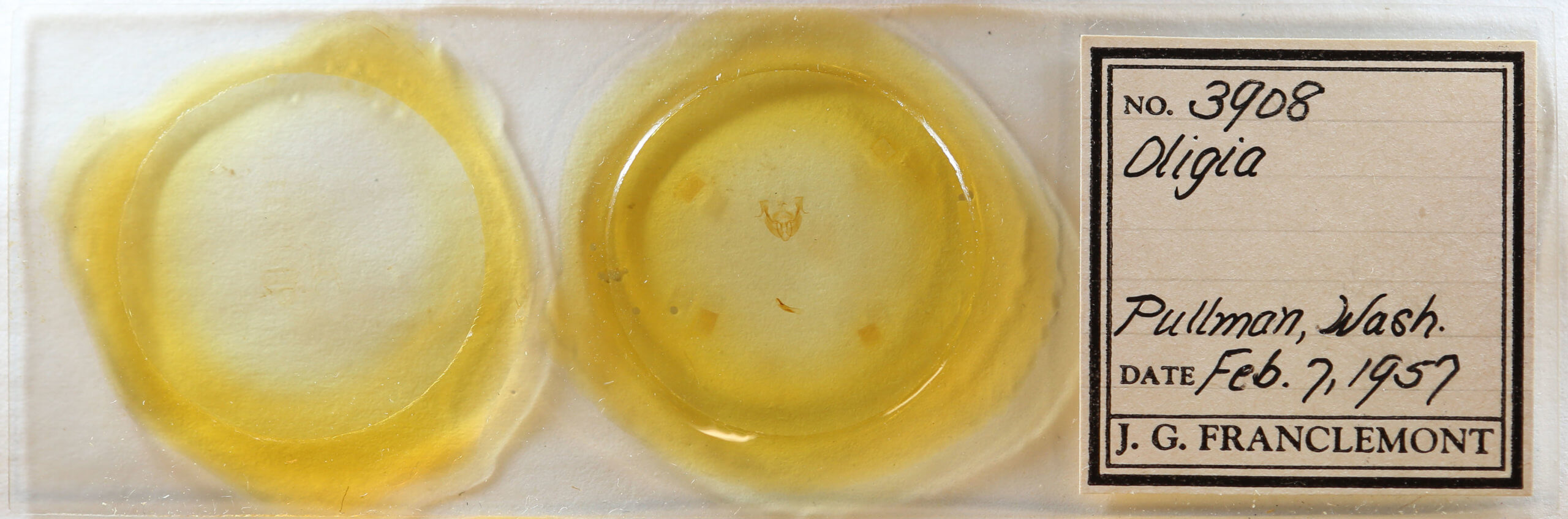 slide view of adult Neoligia lancea