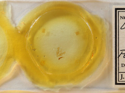 slide view of adult Neoligia tonsa