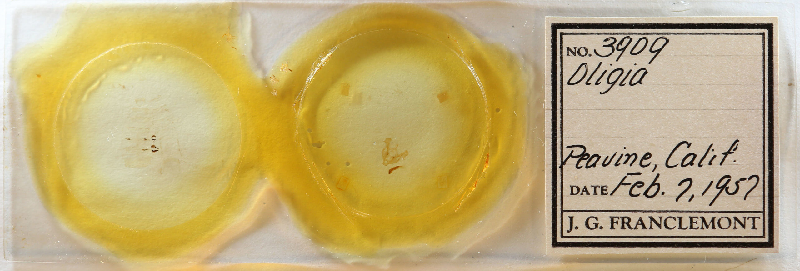 slide view of adult Neoligia tonsa