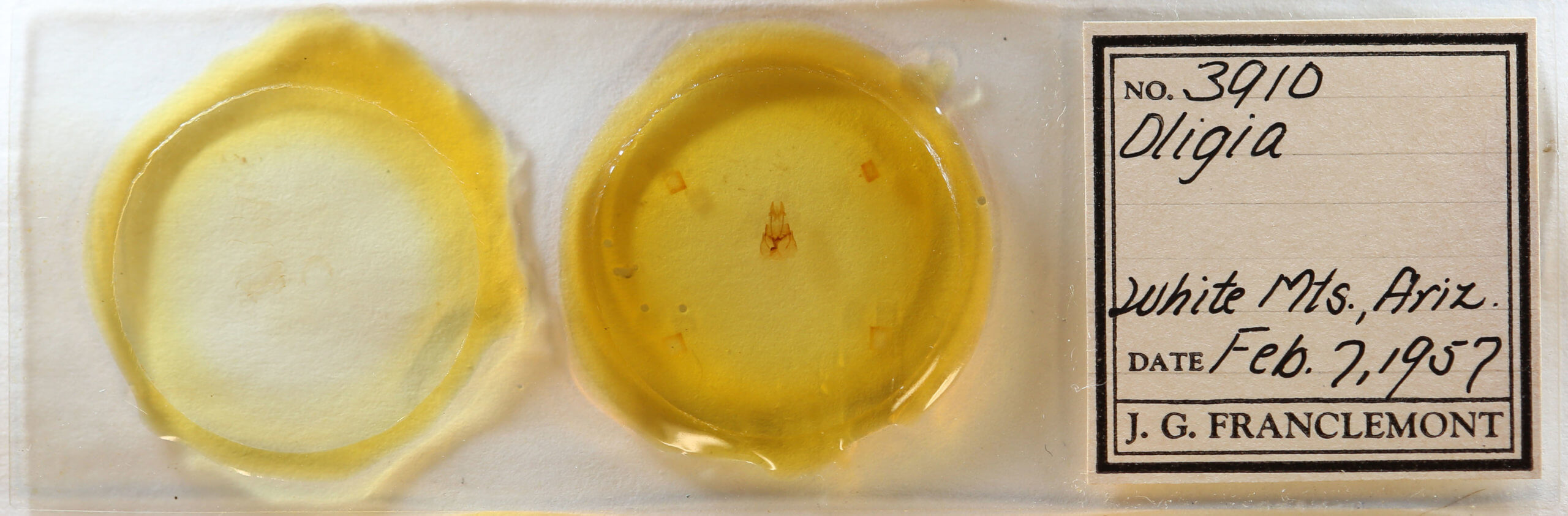 slide view of adult Neoligia inermis