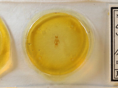 slide view of adult Neoligia semicana