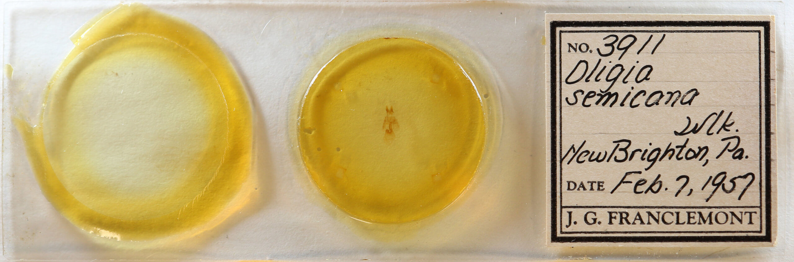 slide view of adult Neoligia semicana