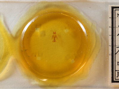 slide view of adult Neoligia canadensis