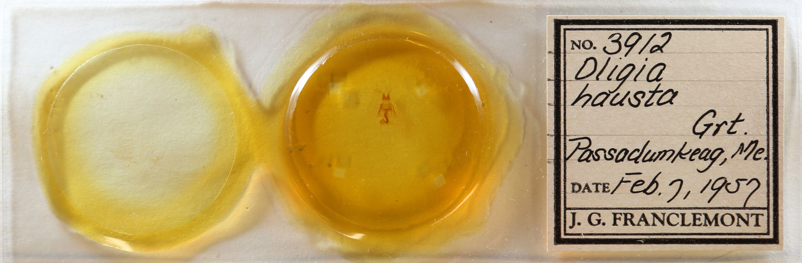 slide view of adult Neoligia canadensis