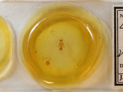 slide view of adult Neoligia atlantica