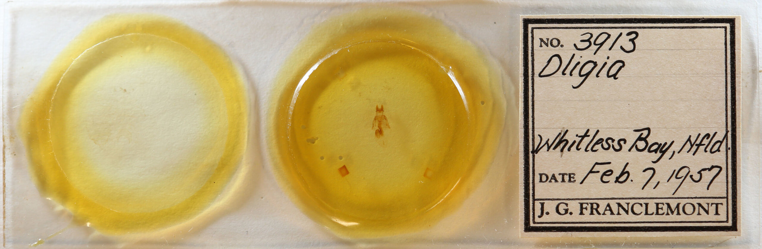 slide view of adult Neoligia atlantica