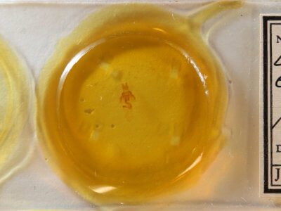 slide view of adult Neoligia exhausta