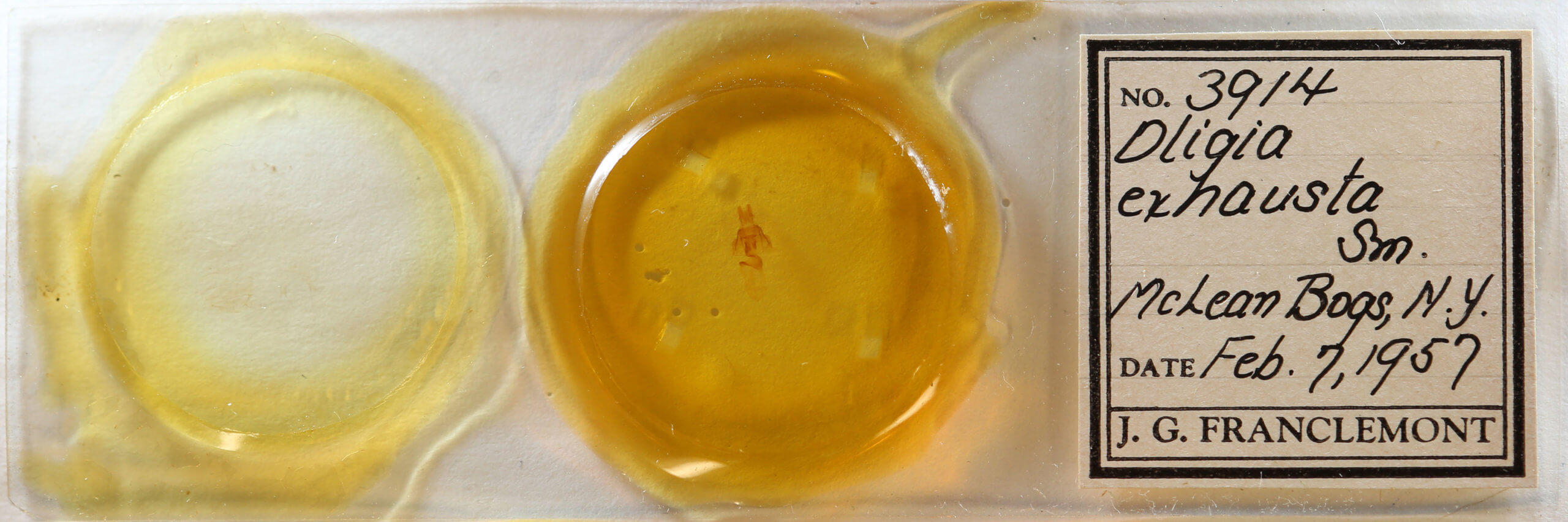 slide view of adult Neoligia exhausta