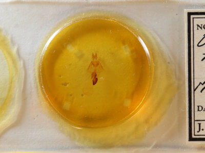 slide view of adult Oligia modica