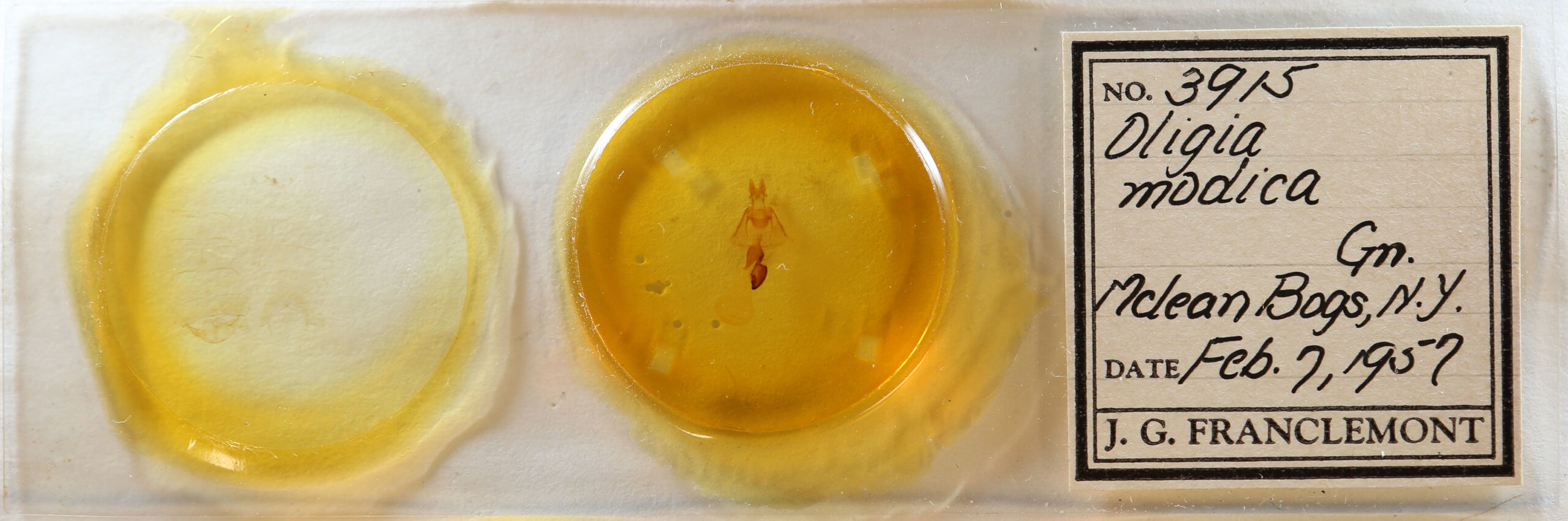 slide view of adult Oligia modica