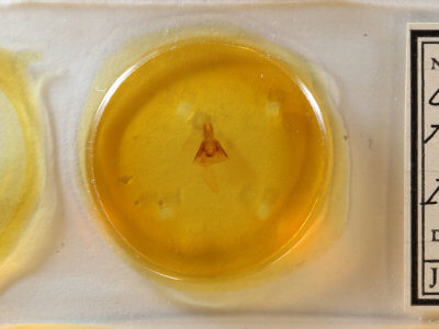 slide view of adult Mesapamea fractilinea