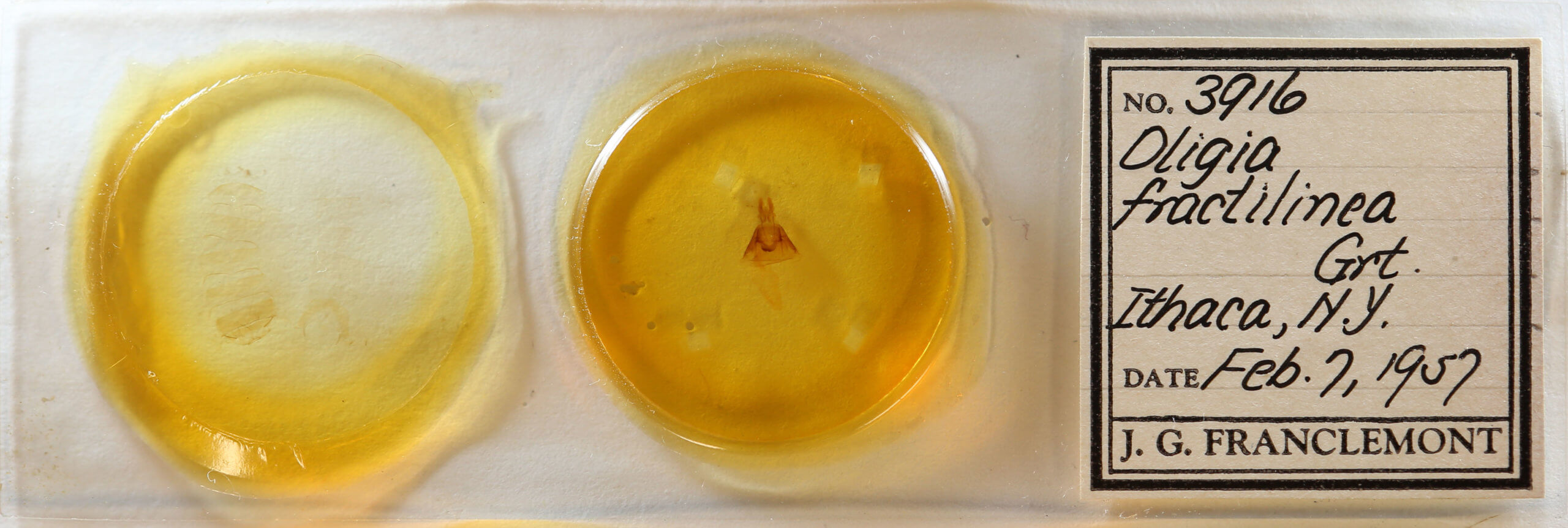 slide view of adult Mesapamea fractilinea