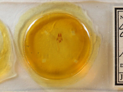 slide view of adult Oligia chlorostigma