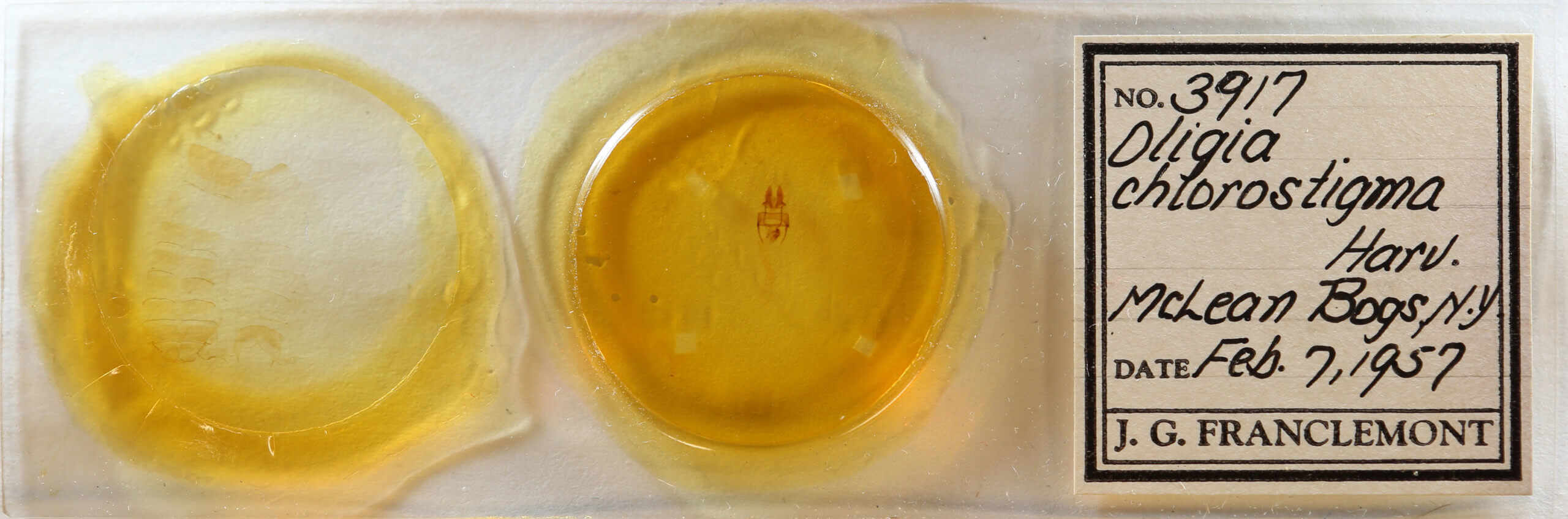 slide view of adult Oligia chlorostigma