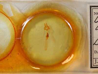 slide view of adult Fishia illocata