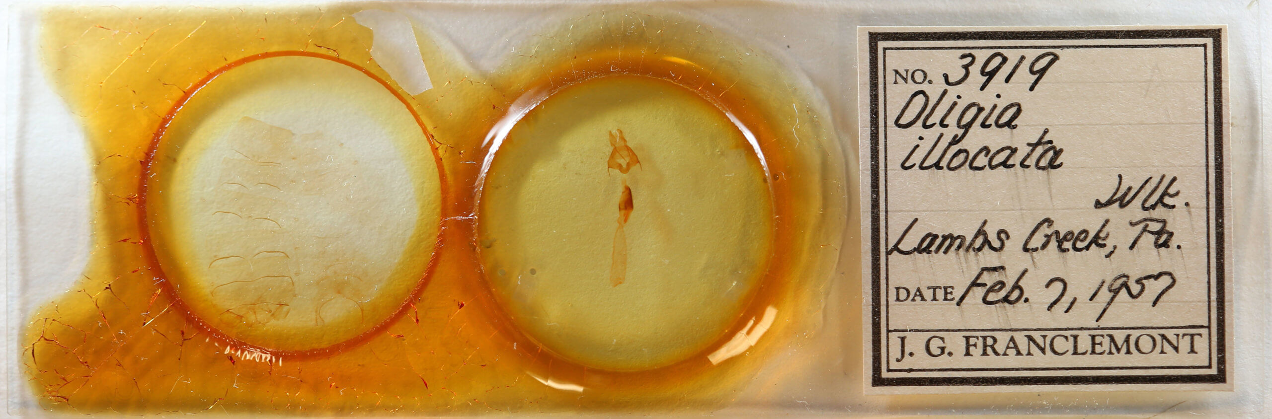 slide view of adult Fishia illocata