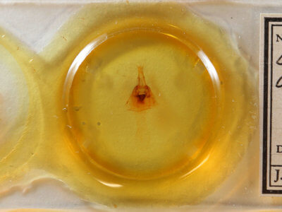 slide view of adult Oligia divesta