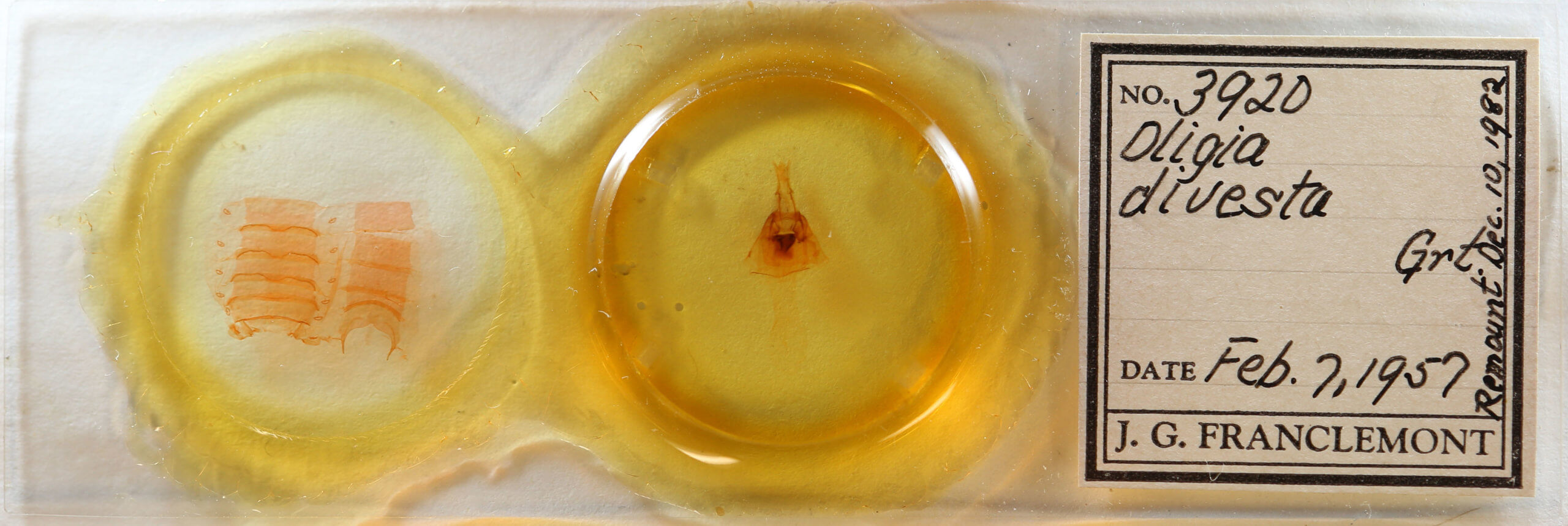 slide view of adult Oligia divesta