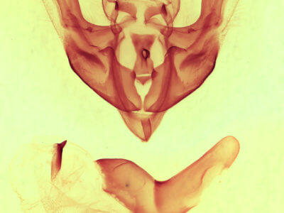 genitalia view of adult Synorthodes typhedana